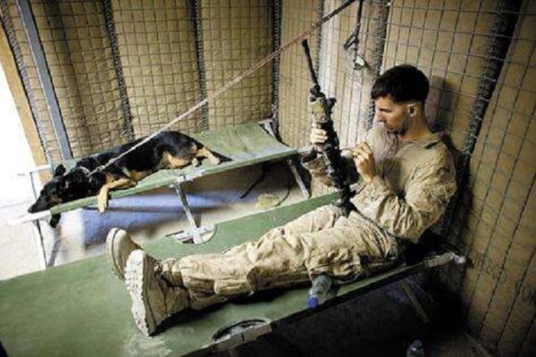 Marine and Dog on USGI Green Military Cot